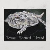 Texas Horned Lizard - Texas Staat Reptile Postkarte (Vorderseite)