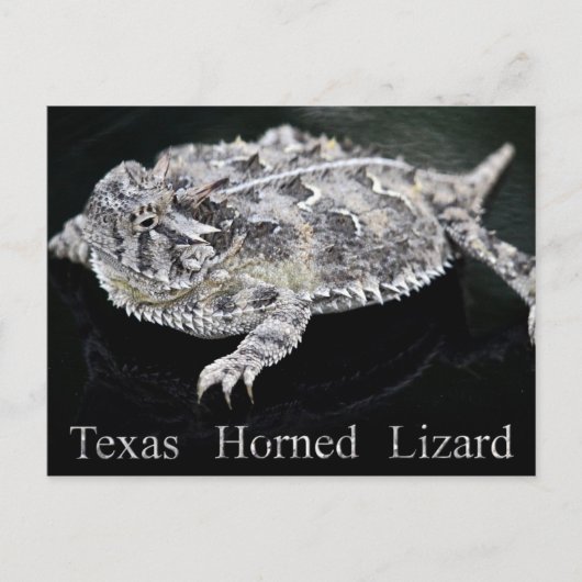 Texas Horned Lizard - Texas Staat Reptile Postkarte (Vorderseite)