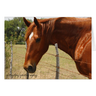 Texas-Hügel-Land-Pferd