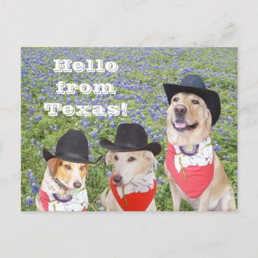 Texas Hunde in Bluebonnets Postkarte (Vorderseite)
