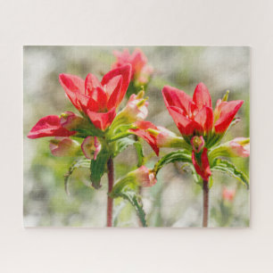 Texas Indian Paintbrush Blume auf weiß Puzzle