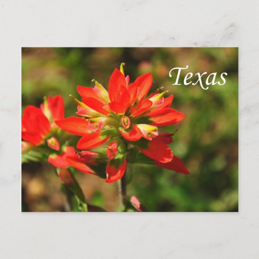 Texas Indian Paintbrush Wildblume Postcard Postkarte (Vorderseite)