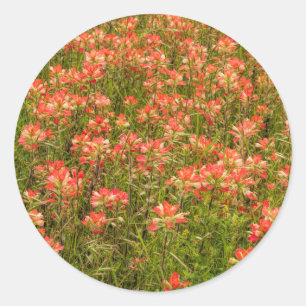 Texas Indian Paintbrush-Wildblumen Runder Aufkleber