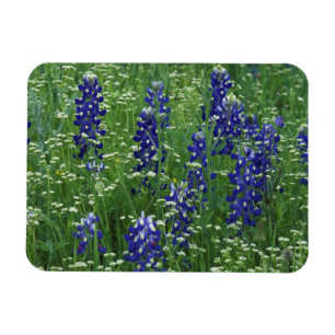 Texas, Lake Buchanan. Texas Blaue Lupine und Wilde Magnet
