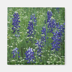 Texas, Lake Buchanan. Texas-Bluebonnet und Wild Magnet