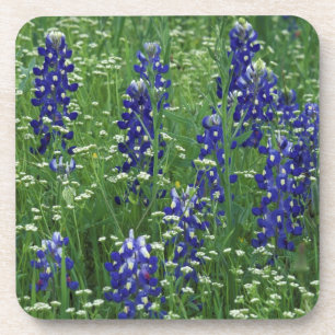 Texas, Lake Buchanan. Texas-Bluebonnet und Wild Untersetzer