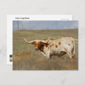Texas Long Horn Postcard Postkarte (Vorne/Hinten)