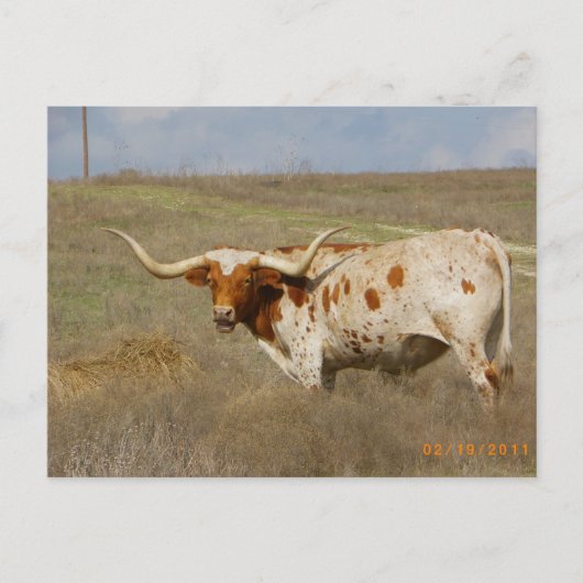 Texas Long Horn Postcard Postkarte (Vorderseite)