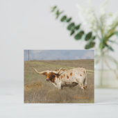Texas Long Horn Postkarte (Stehend Vorderseite)