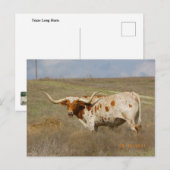 Texas Long Horn Postkarte (Vorne/Hinten)