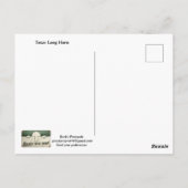 Texas Long Horn Postkarte (Rückseite)