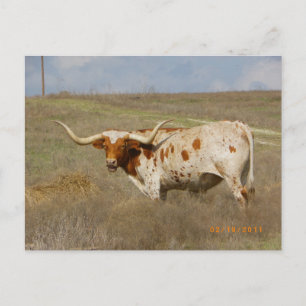 Texas Long Horn Postkarte