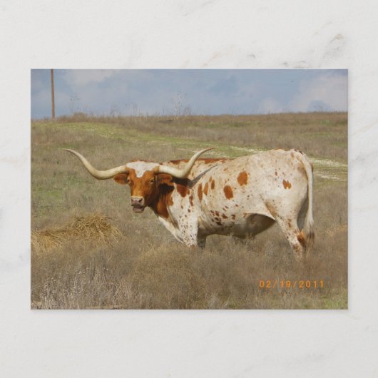 Texas Long Horn Postkarte (Vorderseite)
