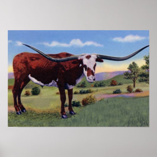 Texas Long Horn Steer Poster (Vorne)