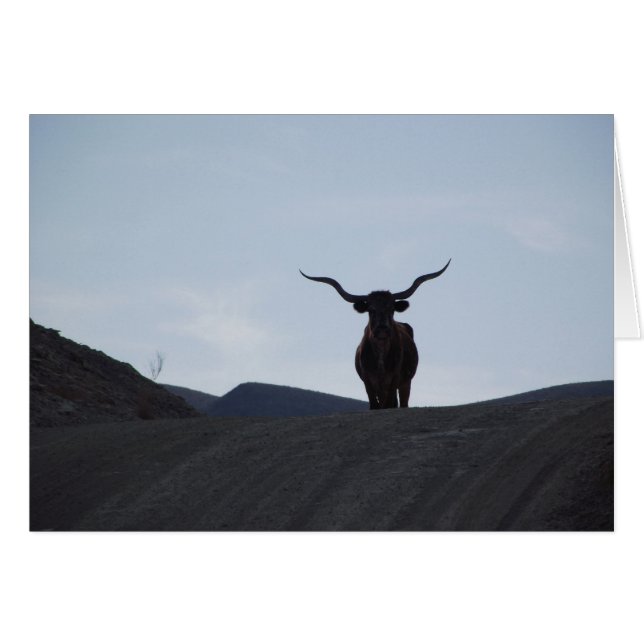 Texas Longhorn (Vorderseite (Horizontal))