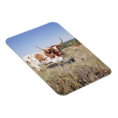 Texas Longhorn Breed (Foto) Magnet (Rechte Seite)