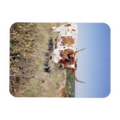 Texas Longhorn Breed (Foto) Magnet (Horizontal)