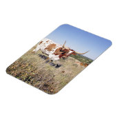 Texas Longhorn Breed (Foto) Magnet (Linke Seite)