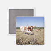 Texas Longhorn Breed (Foto) Magnet (Vorderseite/Rückseite)
