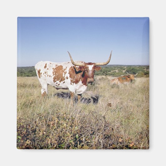 Texas Longhorn Breed (Foto) Magnet (Vorne)