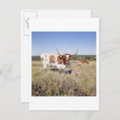 Texas Longhorn Breed (Foto) Postkarte (Vorne/Hinten)