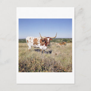 Texas Longhorn Breed (Foto) Postkarte
