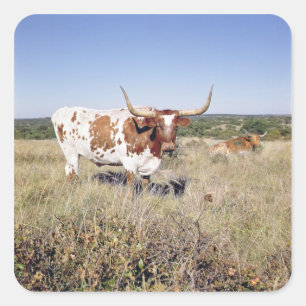 Texas Longhorn Breed (Foto) Quadratischer Aufkleber