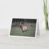 Texas Longhorn Cattle Karte (Vorderseite)