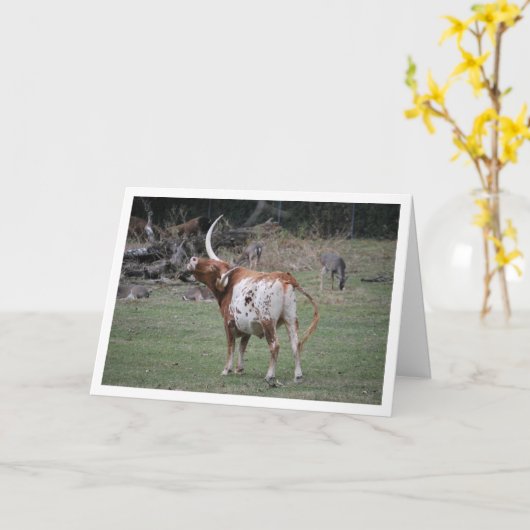 Texas Longhorn Cattle Karte (Gelbe Blume)