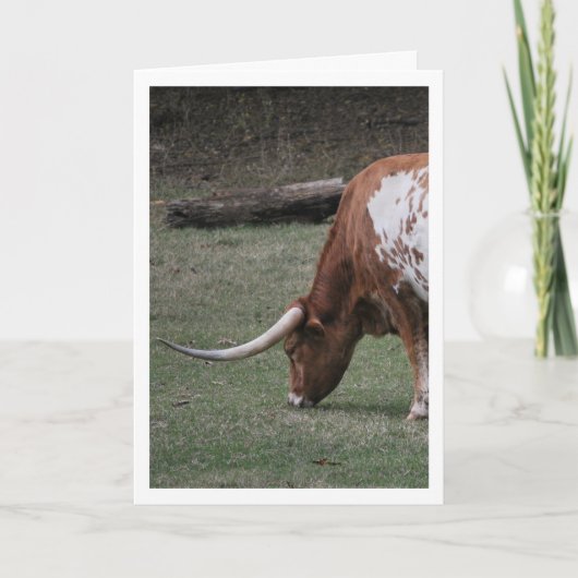 Texas Longhorn Cattle Karte (Vorderseite)