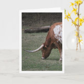 Texas Longhorn Cattle Karte (Gelbe Blume)