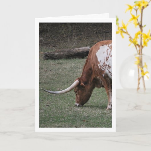 Texas Longhorn Cattle Karte (Gelbe Blume)