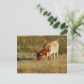 Texas Longhorn Cattle Postkarte (Stehend Vorderseite)