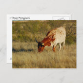 Texas Longhorn Cattle Postkarte (Vorne/Hinten)