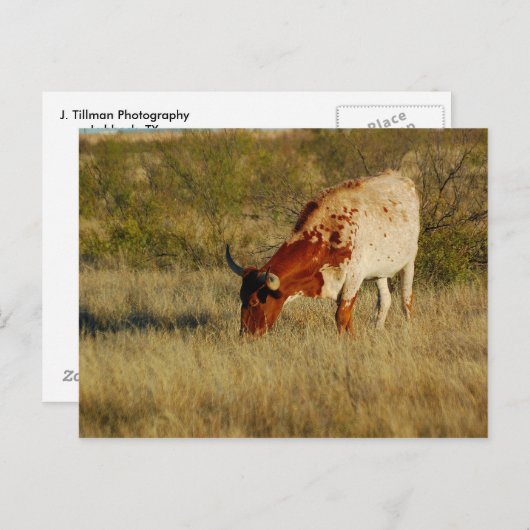 Texas Longhorn Cattle Postkarte (Vorne/Hinten)