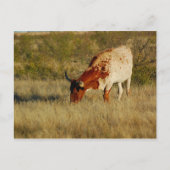 Texas Longhorn Cattle Postkarte (Vorderseite)