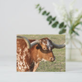 Texas Longhorn Closeup Postkarte (Stehend Vorderseite)