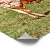 Texas Longhorn Kuh Fotografierende Kunst drucken Poster (Ecke)