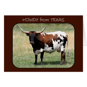 Texas Longhorn Kuh Howdy aus Texas