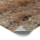 Texas Longhorn Kuh im Herbst Weidenfarm Art Poster (Ecke)