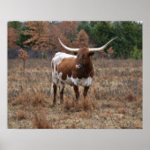 Texas Longhorn Kuh im Herbst Weidenfarm Art Poster (Vorne)