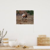 Texas Longhorn Kuh im Herbst Weidenfarm Art Poster (Küche)