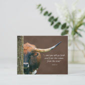 Texas Longhorn Kuh Postcard - leicht Personalisier Postkarte (Stehend Vorderseite)
