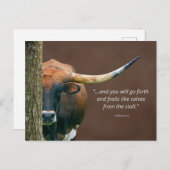 Texas Longhorn Kuh Postcard - leicht Personalisier Postkarte (Vorne/Hinten)