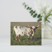 Texas Longhorn Kuh Postkarte (Stehend Vorderseite)