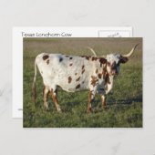 Texas Longhorn Kuh Postkarte (Vorne/Hinten)