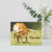 Texas Longhorn mit Fakten Postkarte (Stehend Vorderseite)
