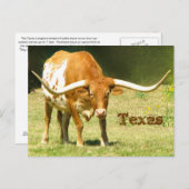 Texas Longhorn mit Fakten Postkarte (Vorne/Hinten)