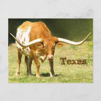 Texas Longhorn mit Fakten Postkarte