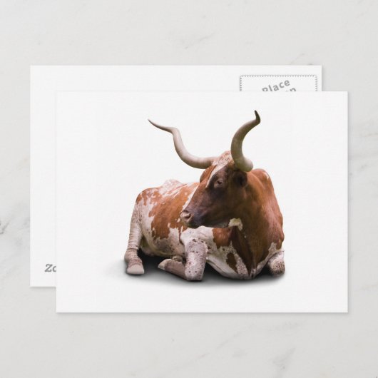 Texas Longhorn Postcard Postkarte (Vorne/Hinten)